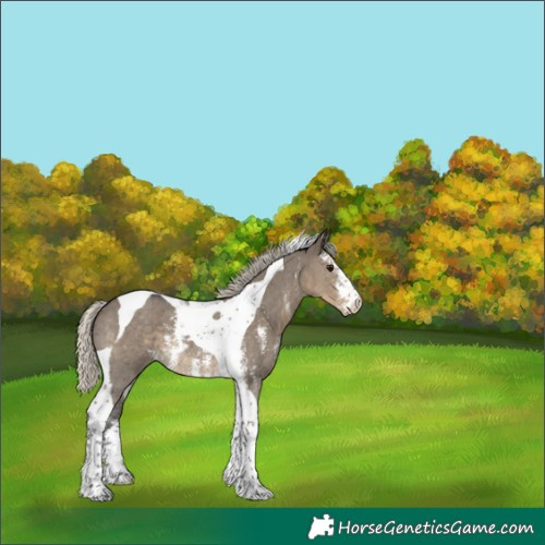 Horse Color:Silver Smoky Grullo Sabino Tobiano Rabicano 