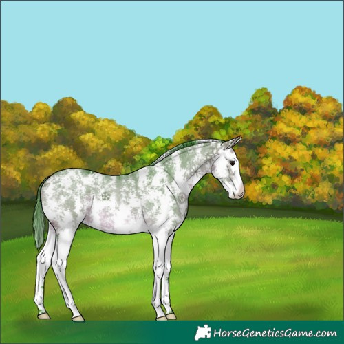 Horse Color:Watercolor Brown Dun Sabino Splash Rabicano 