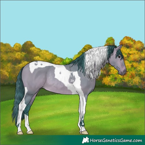 Horse Color:Watercolor Bay Dun Tobiano Rabicano 