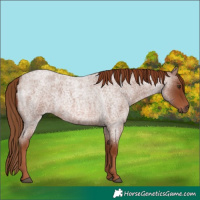 Horse Color:Red Roan 