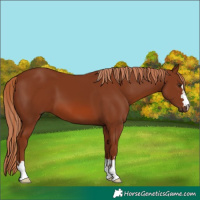 Horse Color:Chestnut 