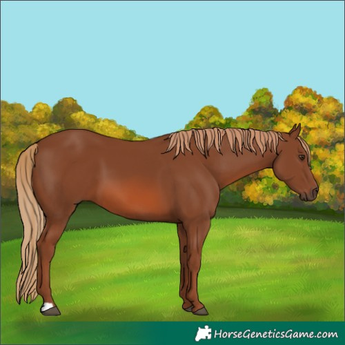 Horse Color:Chestnut 