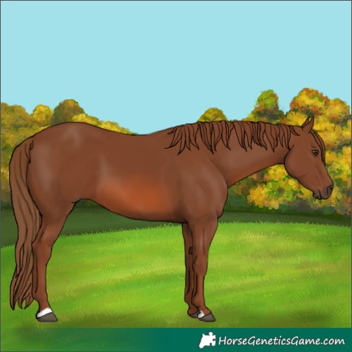 Horse Color:Chestnut 