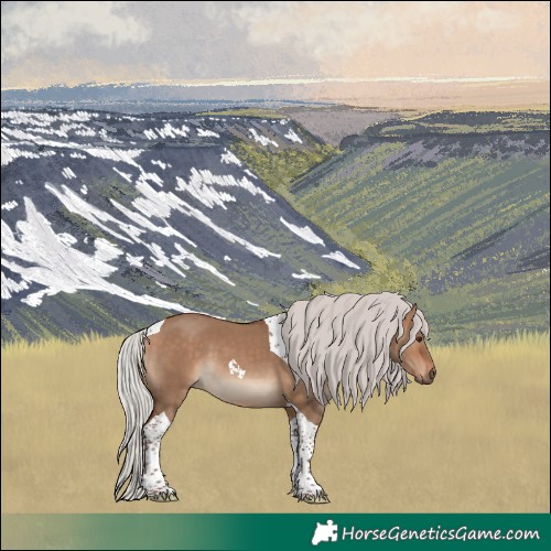 Horse Color:Silver Bay Dun Tobiano 