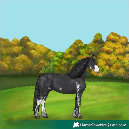 Horse Color:Black Sabino 