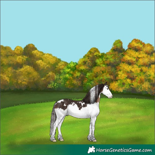 Horse Color:White Spotted Liver Chestnut Splash 