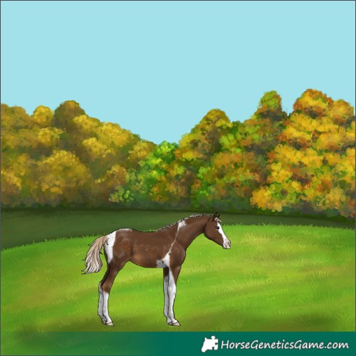 Horse Color:Chocolate Palomino Splash Tobiano 