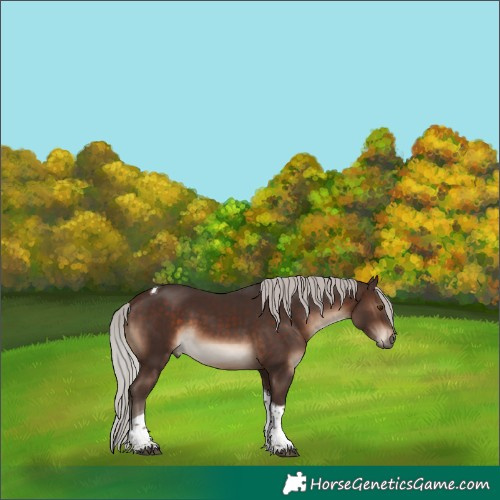 Horse Color:Silver Brown Tobiano 