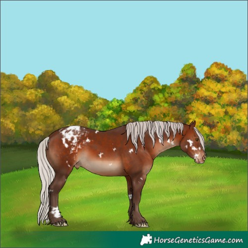 Horse Color:White Spotted Silver Brown Appaloosa 