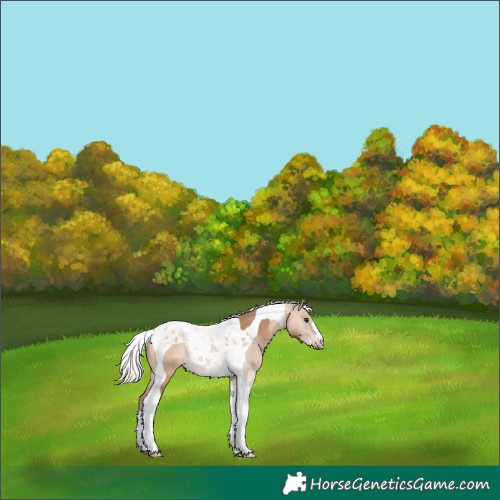 Horse Color:Silver Bay Dun Tobiano 