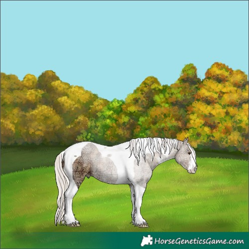 Horse Color:Plaid  Silver Bay Ice Dun Sabino Tobiano 