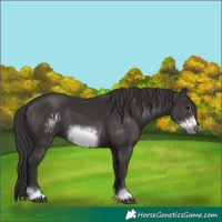 Horse Color:Smoky Black Frame and Smoky Black Frame
