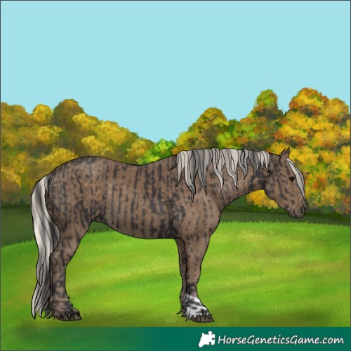 Horse Color:Smoky Black  and Silver Smoky Black 