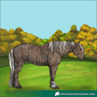 Horse Color:Smoky Black and Silver Smoky Black