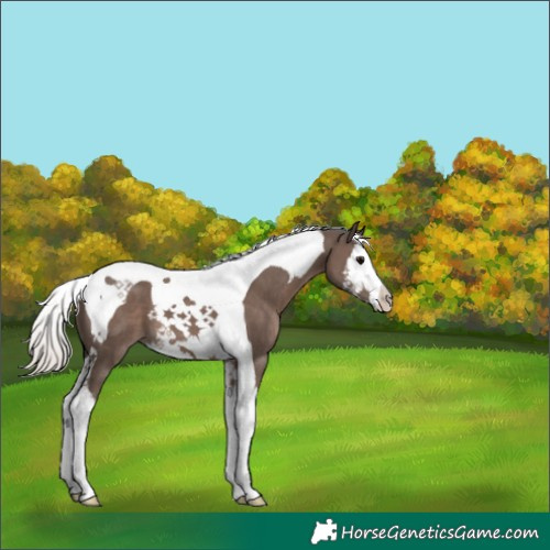 Horse Color:Silver Black Splash Tobiano 