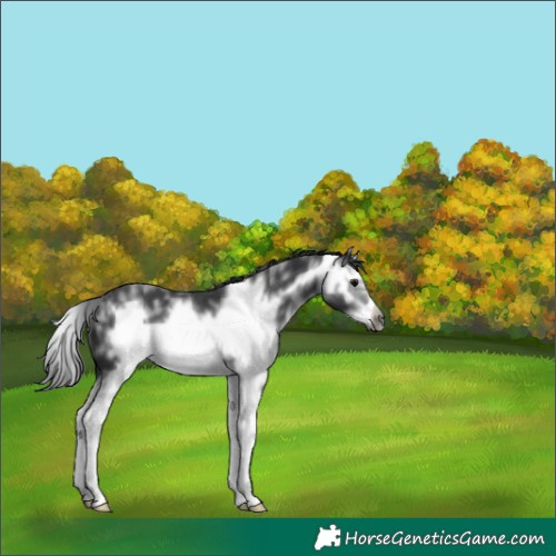 Horse Color:Black Sabino Splash Frame 