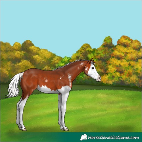 Horse Color:Silver Bay Sabino Splash 