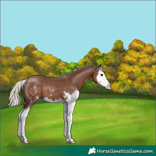 Horse Color:Silver Black Sabino Splash 