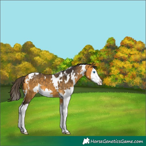 Horse Color:White Spotted Buckskin Splash 