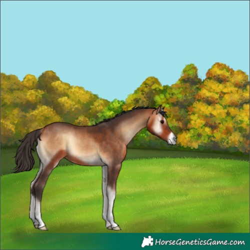 Horse Color:Unknown 