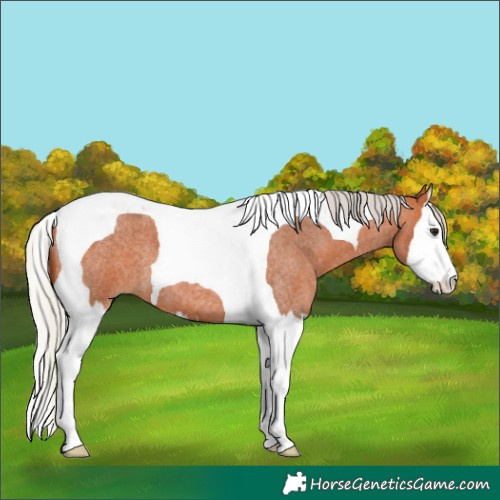 Horse Color:Silver Bay Roan Splash Tobiano 