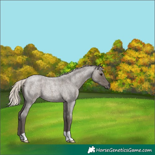 Horse Color:Silver Blue Roan 