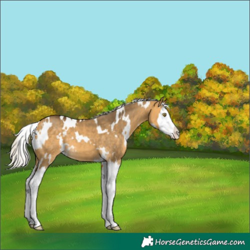 Horse Color:White Spotted Silver Buckskin Dun Splash 