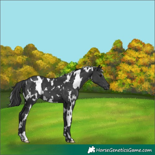 Horse Color:White Spotted Black 