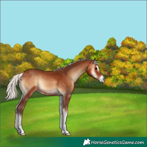 Horse Color:Silver Bay Onyx 