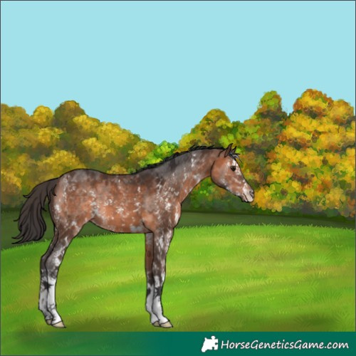 Horse Color:Brown Sabino 