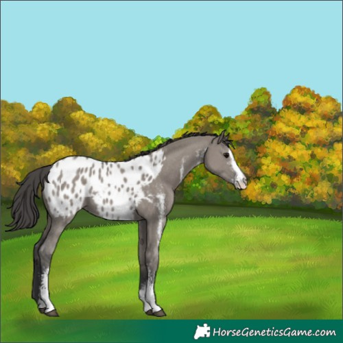 Horse Color:Grullo Sabino Appaloosa 