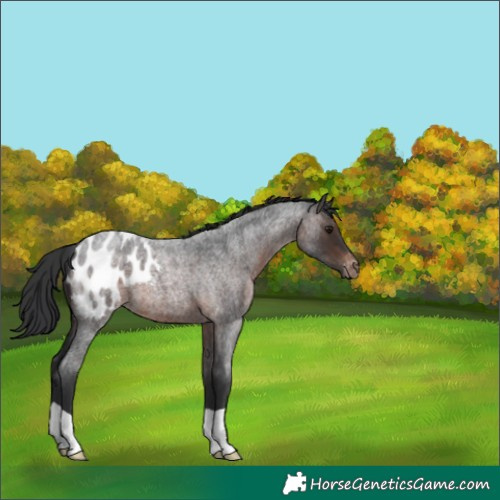 Horse Color:Unknown 
