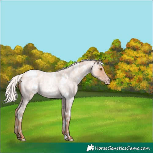 Horse Color:White Spotted Silver Classic Champagne Roan 