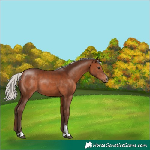 Horse Color:Silver Brown Sabino 