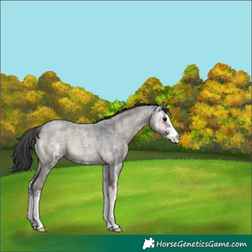 Horse Color:Blue Onyx Roan Sabino 
