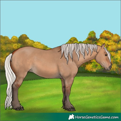 Horse Color:Silver Bay Dun 