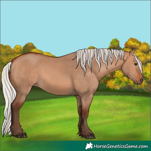 Horse Color:Silver Bay Dun 