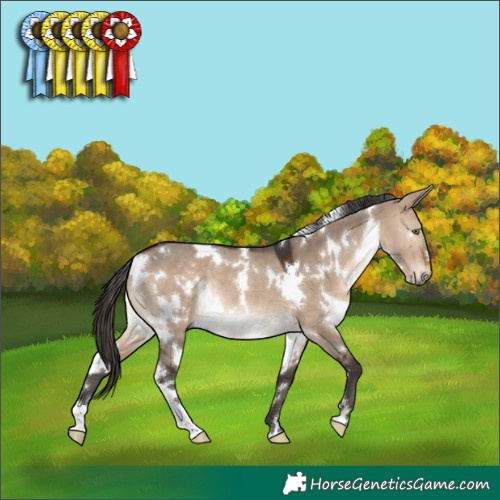 Horse Color:White Spotted Brown Dun Rabicano 