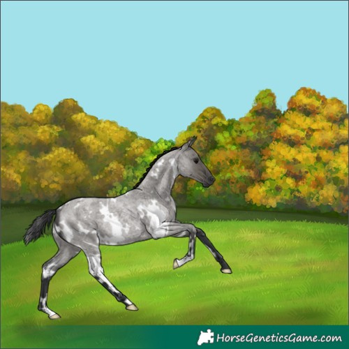 Horse Color:White Spotted Grullo Roan Rabicano 
