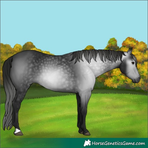 Horse Color:Gray Black