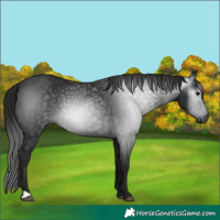 Horse Color:Gray Black 
