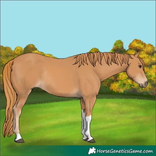 Horse Color:Chestnut Tobiano Rabicano 