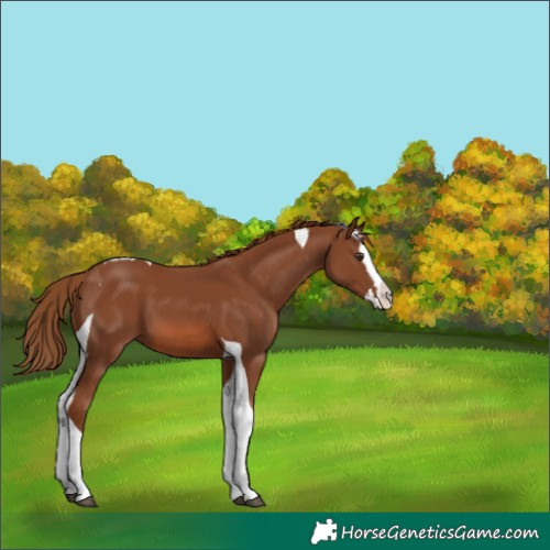 Horse Color:Chestnut Splash Tobiano 