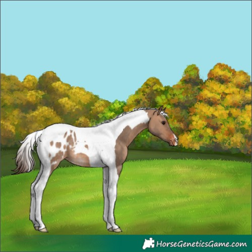 Horse Color:Bay Dun Tobiano Appaloosa 
