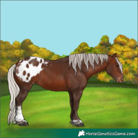 Horse Color:Silver Brown Tobiano Appaloosa 