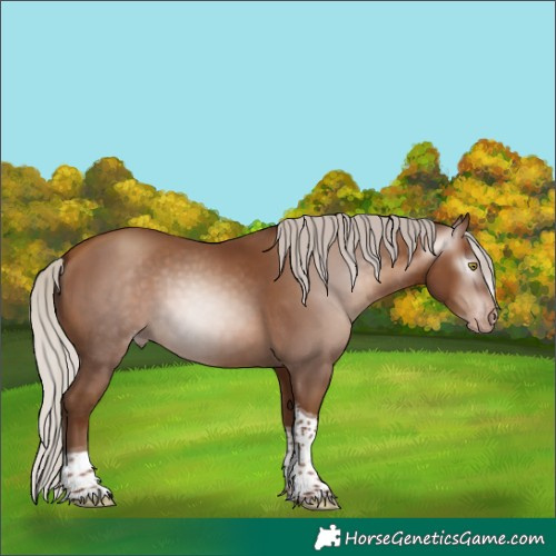 Horse Color:Unknown 