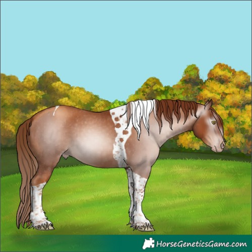 Horse Color:Unknown 