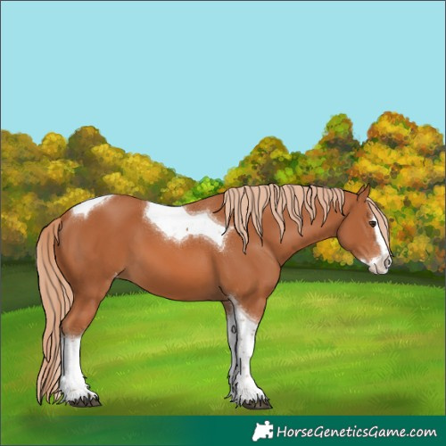 Horse Color:Chestnut Splash Tobiano Varnish