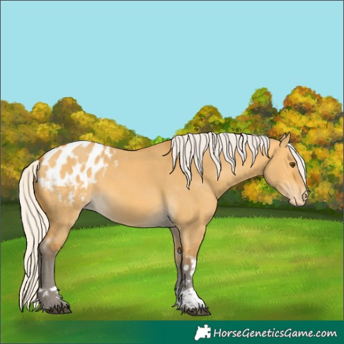 Horse Color:Silver Buckskin Dun Tobiano Blanket 