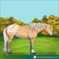 Horse Color:Silver Buckskin Dun Tobiano Blanket 